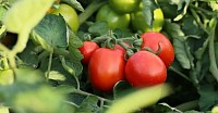 Tomato Farming Course (Open field)