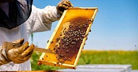Beekeeping Course