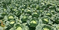 Cabbage Farming Course